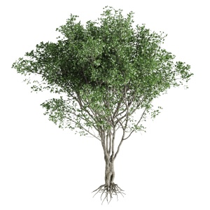 Tree 53