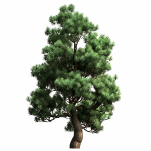 Decorative Pine V2