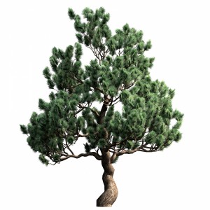 Decorative Pine V3