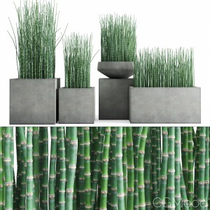 Equisetum Hyemale (horsetail) In Concrete Planters