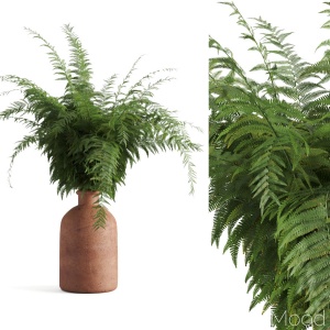 Fern In Terracotta Vase