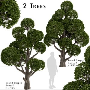 Set of Round Shaped Bonsai Trees (2 Trees)