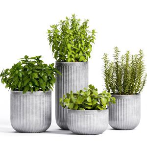 Decorative Plant Set - 01