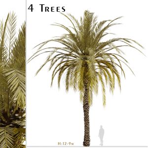 Set of Phoenix dactylifera Palm trees (Date Palm)