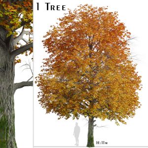 Norway Maple Tree (Acer platanoides) (1 Tree)