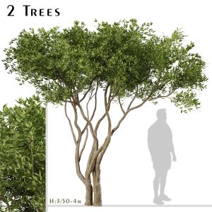 Set of Olive Trees (Olea Europaea) (2 Trees)