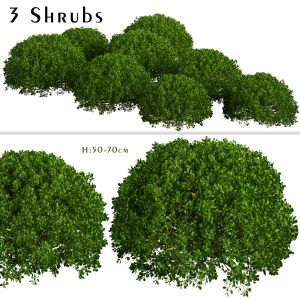 Set of Boxood (Buxus) Shrubs (3 Shrubs)