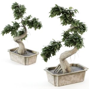 Bonsai Tree Ficus