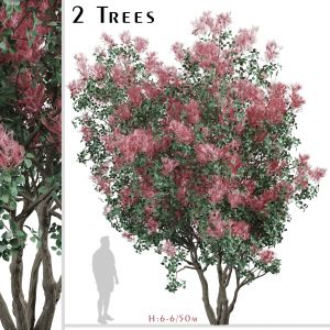 Set of American Smoketree Trees (Cotinus obovatus)