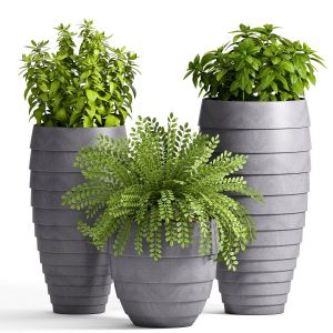 Decorative Plant Set - 05