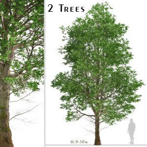 Set of European Linden Trees (Tilia europaea)