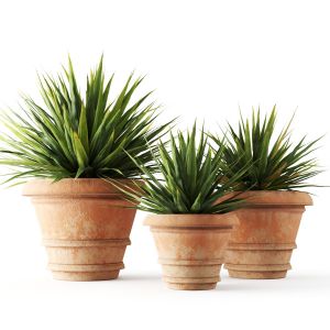 Yucca In Terracotta Pots