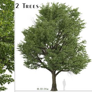 Set Of Silver Linden Trees (tilia Tomentosa)