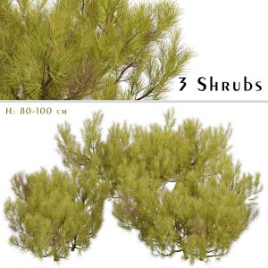 Set of Pinus Mugo Shrubs (Little Gold Star)