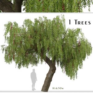 Schinus molle Tree (Pink Peppercorn) (1 Tree)