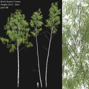 Birch Forest Part 08