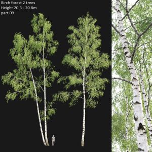 Birch Forest Part 09