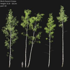 Birch Forest Part 10