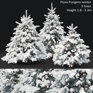 Picea Pungens Winter