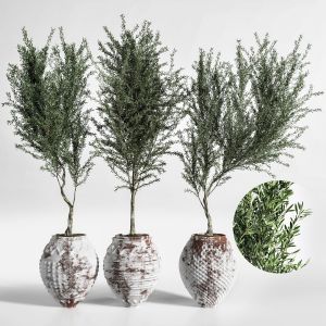 Indoor_plant_olive_set_03