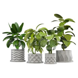 Set Of Plants In Concerete Pots (4 Plants)