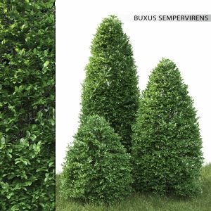 Buxus 01