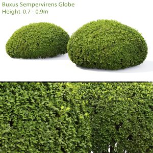 Buxus Globe 02