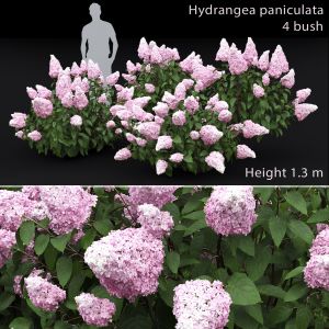 Hydrangea Paniculata 01