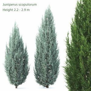 Juniperus Scopulorum 02