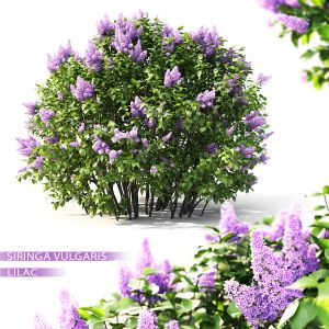 Lilac Flowering 02