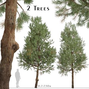 Set of Pinus Sylvestris Trees (European red pine)