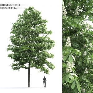 Chestnut-tree 03