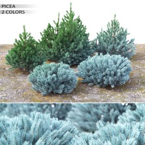 Picea 01