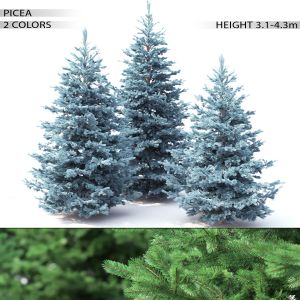 Picea 02