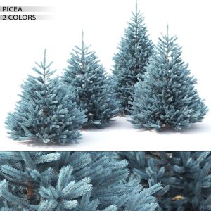 Picea 03