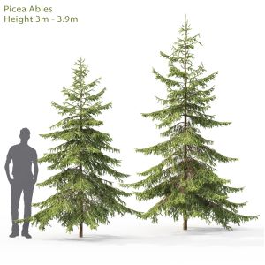 Picea 04