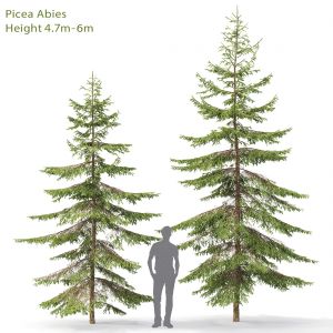 Picea 06