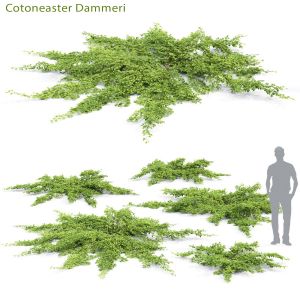 Cotoneaster Dammeri