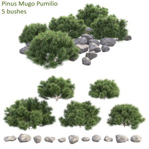 Pinus Mugo Pumilio