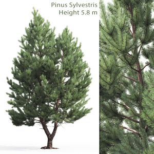 Pinus Sylvestris 01