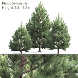 Pinus Sylvestris 02