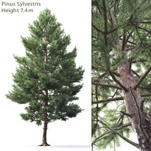 Pinus Sylvestris 03