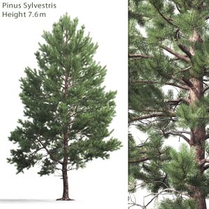 Pinus Sylvestris 04