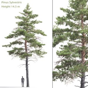 Pinus Sylvestris 06