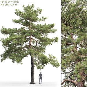 Pinus Sylvestris 13