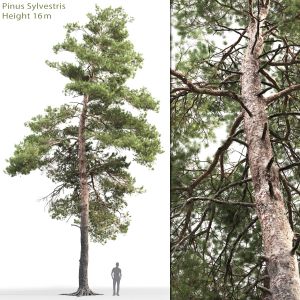 Pinus Sylvestris 14