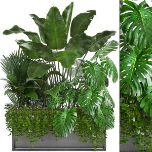 Collection Exotic Plants Monstera Banana palm bush