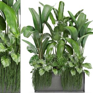 Collection Exotic Plants banana tree bushes pot