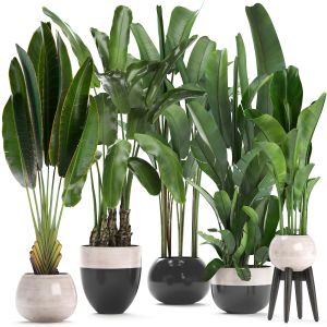 Collection Exotic Plants Banana Tree