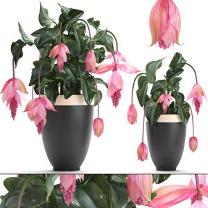 Collection Exotic Plants Medinilla Magnifica